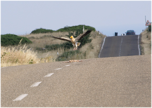 Capovaccaio imprudente